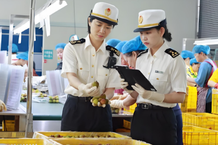 海南出口荔枝报关